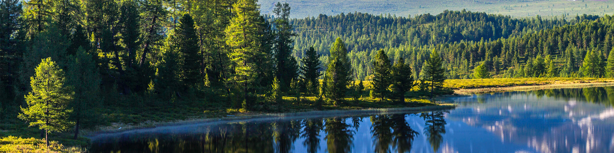 Lake & Trees