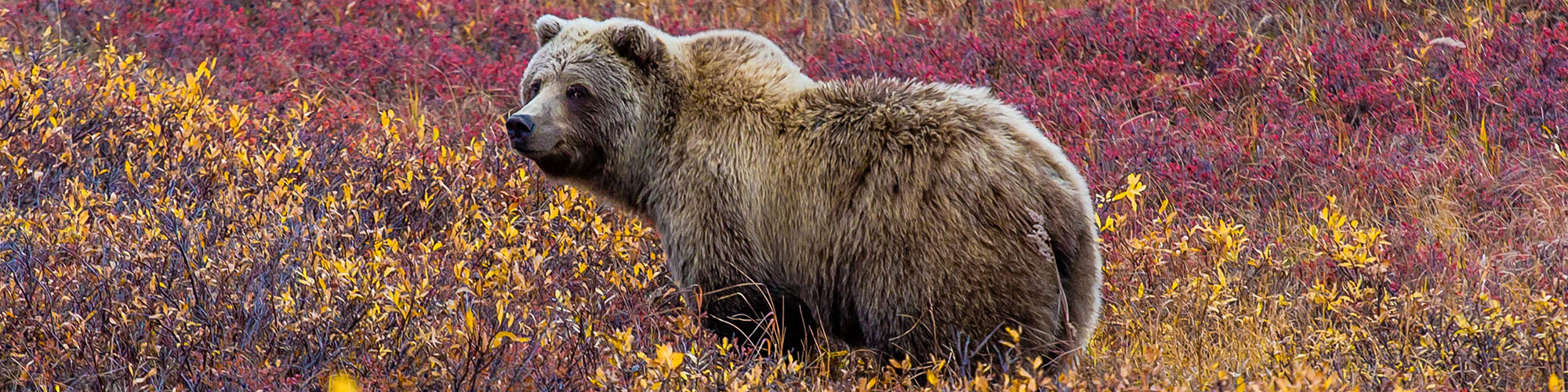 Bear