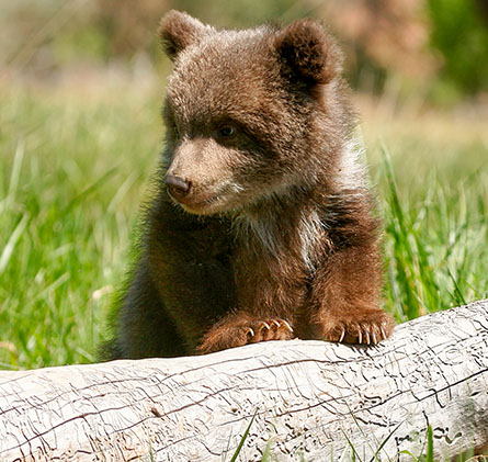 Bear Cub